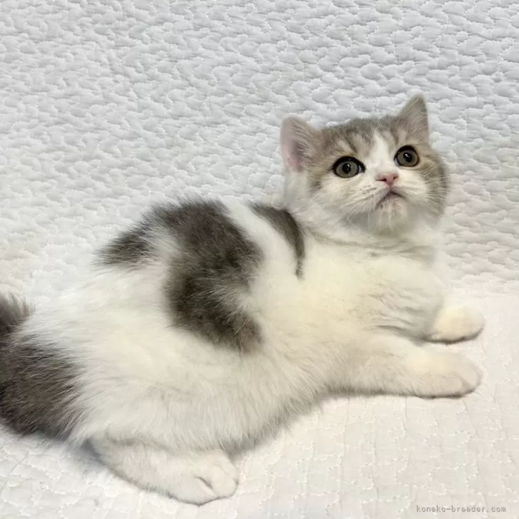 ID:2501-00143の子猫
