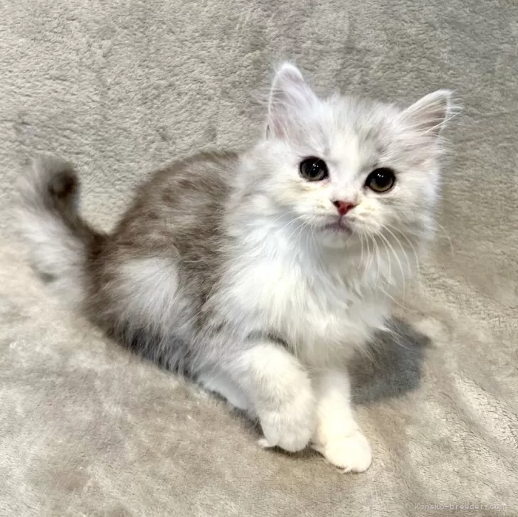 ID：2503-02004の子猫