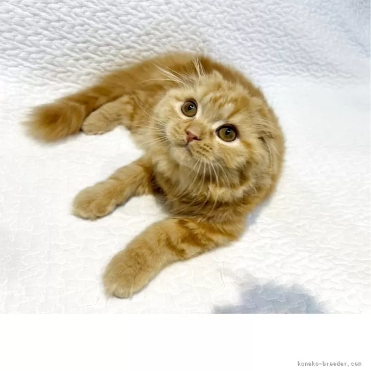 スコティッシュフォールド(折れ耳)【東京都・女の子・2025年5月6日・レッドタビー】の写真1