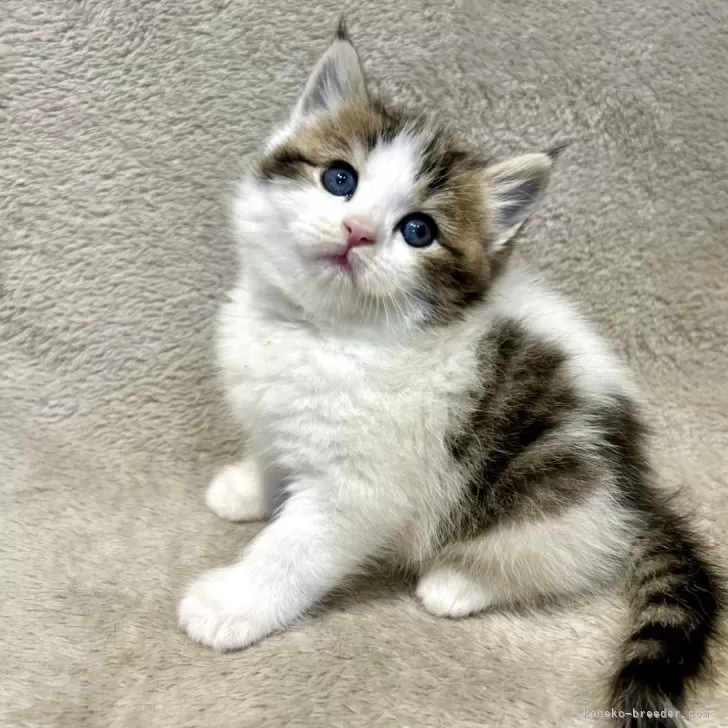 ID:2505-03097の子猫
