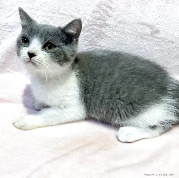 スコティッシュフォールド(立ち耳)【東京都・男の子・2025年7月5日・ブルー&amp;ホワイト】の写真1