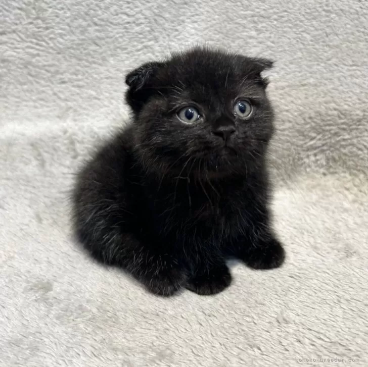 E 様のお迎えした子猫