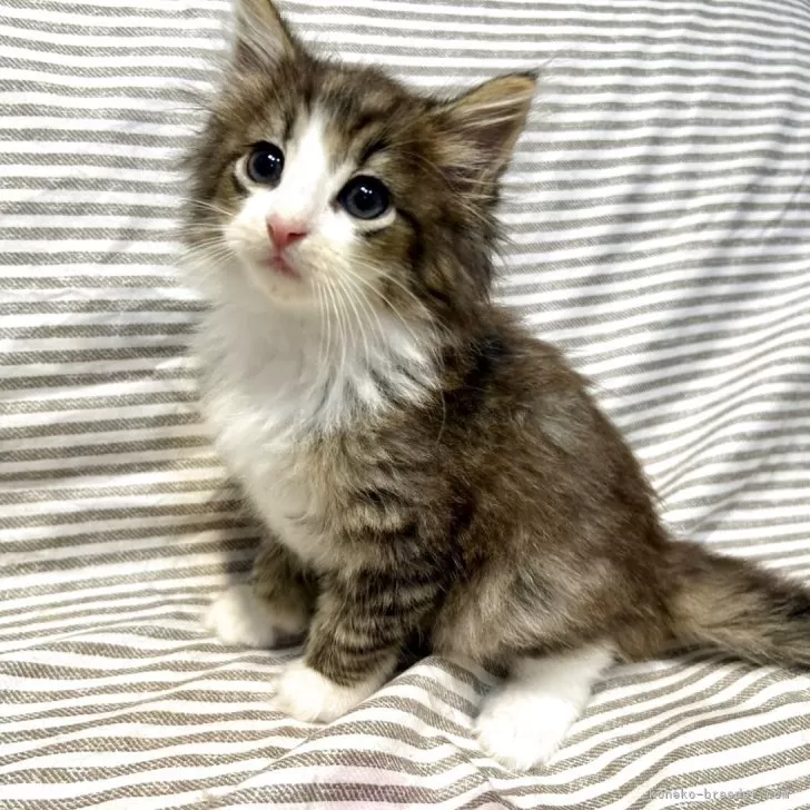 ID:2508-02836の子猫