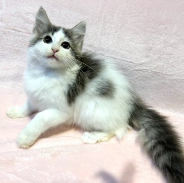 ノルウェージャンフォレストキャット【東京都・男の子・2025年7月30日・ブルーマッカレルタビー&ホワイト(ロングヘア 長毛)】の写真「超優秀血統、お目目が綺麗で可愛らしい男の子💕」