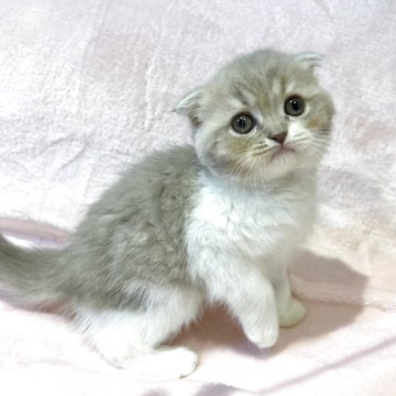 スコティッシュフォールド(折れ耳)【東京都・女の子・2025年9月12日・ライラックタビー&ホワイト（短毛(ショートヘア)）】の写真「父ブリティッシュSH✨おとなしく甘えん坊💕」