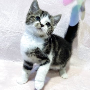 スコティッシュフォールド(立ち耳)【東京都・男の子・2025年8月18日・ブラウンタビー&ホワイト（短毛(ショートヘア)）】の写真「個性的な柄がたまらない✨おとなしく甘えん坊💕」