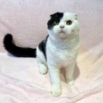 スコティッシュフォールド(折れ耳)【東京都・男の子・2025年6月5日・ブラック&ホワイト（短毛(ショートヘア)）】の写真「まんまる！！おしゃべりでとても甘えん坊💕」