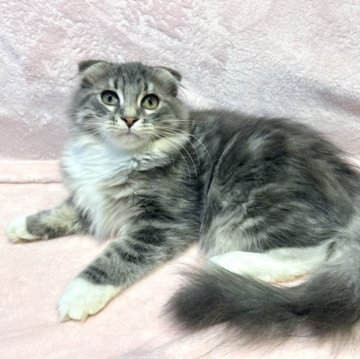 ミックス【東京都・男の子・2025年5月11日・ブルータビー&ホワイト（長毛(ロングヘア)）】の写真「好奇心旺盛な甘えん坊💕」