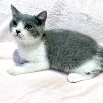 スコティッシュフォールド(立ち耳)【東京都・男の子・2025年7月5日・ブルー&ホワイト（短毛(ショートヘア)）】の写真「父猫ブリティッシュ、人間と一緒に寝る甘えん坊💕」