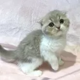 スコティッシュフォールド(折れ耳)