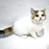 スコティッシュフォールド(立ち耳)