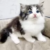 ノルウェージャンフォレストキャット