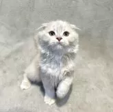 スコティッシュフォールド(折れ耳)