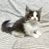 ノルウェージャンフォレストキャット
