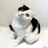 スコティッシュフォールド(折れ耳)