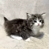 ノルウェージャンフォレストキャット