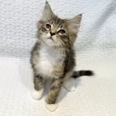 ノルウェージャンフォレストキャット