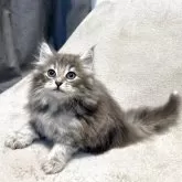 ノルウェージャンフォレストキャット