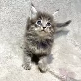 ノルウェージャンフォレストキャット