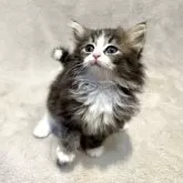 ノルウェージャンフォレストキャット