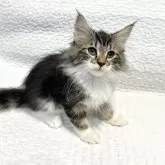 ノルウェージャンフォレストキャット