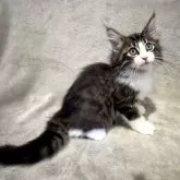 ノルウェージャンフォレストキャット