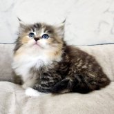 ノルウェージャンフォレストキャット