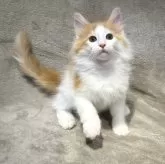 ノルウェージャンフォレストキャット