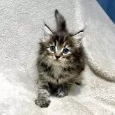 ノルウェージャンフォレストキャット