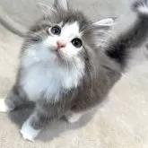 ノルウェージャンフォレストキャット