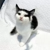 ノルウェージャンフォレストキャット