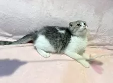 スコティッシュフォールド(折れ耳)【東京都・女の子・2025年6月8日・ブルータビー&ホワイト】の写真2