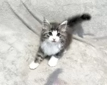 ノルウェージャンフォレストキャット【東京都・男の子・2025年4月23日・ブルータビー&ホワイト】の写真2