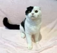 スコティッシュフォールド(折れ耳)【東京都・男の子・2025年6月5日・ブラック&ホワイト】の写真2