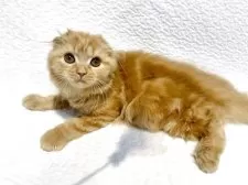 スコティッシュフォールド(折れ耳)【東京都・女の子・2025年5月6日・レッドタビー】の写真2