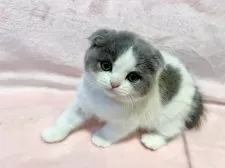 スコティッシュフォールド(折れ耳)【東京都・女の子・2025年9月12日・ブルー&ホワイト】の写真3