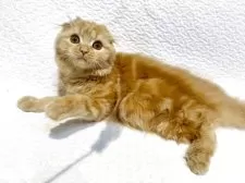 スコティッシュフォールド(折れ耳)【東京都・女の子・2025年5月6日・レッドタビー】の写真3