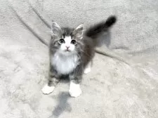 ノルウェージャンフォレストキャット【東京都・男の子・2025年4月23日・ブルータビー&ホワイト】の写真4