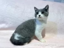 スコティッシュフォールド(立ち耳)【東京都・男の子・2025年7月5日・ブルー&ホワイト】の写真5