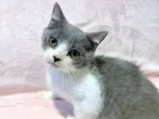 スコティッシュフォールド(立ち耳)【東京都・男の子・2025年7月5日・ブルー&ホワイト】の写真6