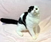 スコティッシュフォールド(折れ耳)【東京都・男の子・2025年6月5日・ブラック&ホワイト】の写真6