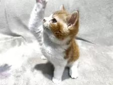 スコティッシュフォールド(立ち耳)【東京都・男の子・2025年5月6日・レッドタビー&ホワイト】の写真7