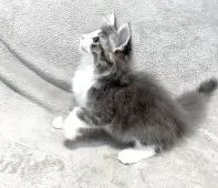 ノルウェージャンフォレストキャット【東京都・男の子・2025年4月23日・ブルータビー&ホワイト】の写真7