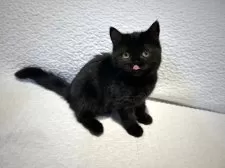 ブリティッシュショートヘア【東京都・女の子・2025年6月18日・ブラック 黒】の写真8