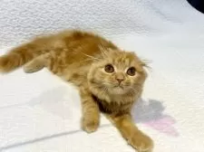 スコティッシュフォールド(折れ耳)【東京都・女の子・2025年5月6日・レッドタビー】の写真8