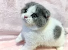 スコティッシュフォールド(折れ耳)【東京都・女の子・2025年9月12日・ブルー&ホワイト】の写真8