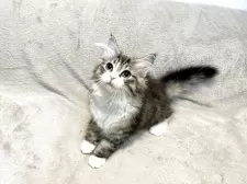 ノルウェージャンフォレストキャット【東京都・女の子・2025年3月28日・ブラウンマッカレルタビー&ホワイト】の写真8