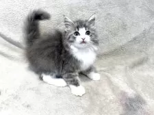 ノルウェージャンフォレストキャット【東京都・男の子・2025年4月23日・ブルータビー&ホワイト】の写真8