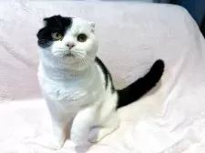 スコティッシュフォールド(折れ耳)【東京都・男の子・2025年6月5日・ブラック&ホワイト】の写真8