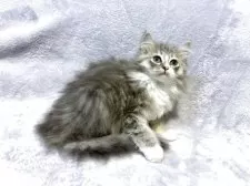 ノルウェージャンフォレストキャット【東京都・女の子・2025年10月5日・ブルーシルバータビー&ホワイト】の写真9